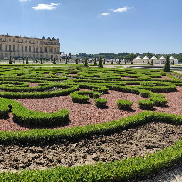 Buxus Pyramide - BetterBuxus Skylight - Resistant tegen de Buxus Schimmel - 2 Planten