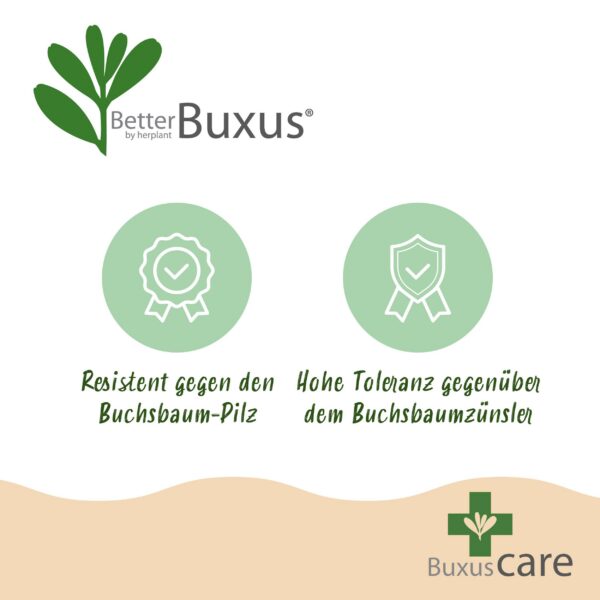 Buxus Pyramide - BetterBuxus Skylight - Resistant tegen de Buxus Schimmel - 2 Planten