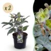 Helleborus sternii Silver Dollar - Groene  Bloem -2 Planten- Groenblijvend