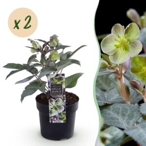 Helleborus sternii Silver Dollar - Groene  Bloem -2 Planten- Groenblijvend