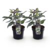 Helleborus sternii Silver Dollar - Groene  Bloem -2 Planten- Groenblijvend