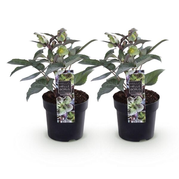 thumbnail_6000-4260.jpg Helleborus sternii Silver Dollar - Groene Bloem -2 Planten- Groenblijvend