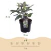 Helleborus sternii Silver Dollar - Groene  Bloem -2 Planten- Groenblijvend