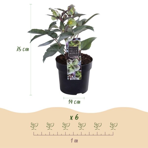 thumbnail_6000-4261.jpg Helleborus sternii Silver Dollar - Groene Bloem -2 Planten- Groenblijvend