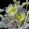 Helleborus sternii Silver Dollar - Groene  Bloem -2 Planten- Groenblijvend