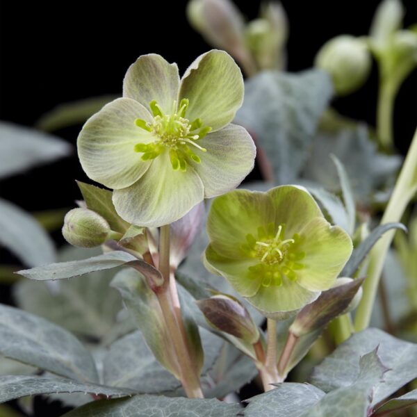 thumbnail_6000-4262.jpg Helleborus sternii Silver Dollar - Groene Bloem -2 Planten- Groenblijvend
