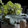 Helleborus sternii Silver Dollar - Groene  Bloem -2 Planten- Groenblijvend