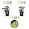 Helleborus sternii Silver Dollar - Groene  Bloem -2 Planten- Groenblijvend