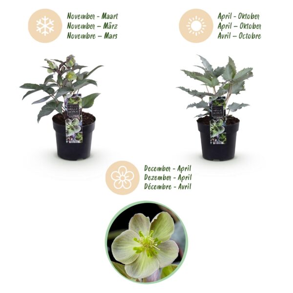 thumbnail_6000-4270.jpg Helleborus sternii Silver Dollar - Groene Bloem -2 Planten- Groenblijvend