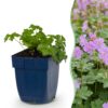 Geranium cant. Cambridge - Ooievaarsbek - Bodembedekkend - Licht Roze