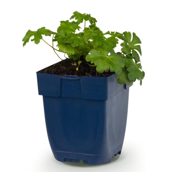 thumbnail_6000-4284.jpg Geranium cant. Cambridge - Ooievaarsbek - Bodembedekkend - Licht Roze