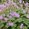 Geranium cant. Cambridge - Ooievaarsbek - Bodembedekkend - Licht Roze