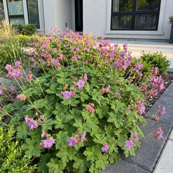 thumbnail_6000-4288.jpg Geranium cant. Cambridge - Ooievaarsbek - Bodembedekkend - Licht Roze