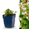 Geranium macr. Spessart - Ooievaarsbek - Bodembedekkend - Wit-Roze
