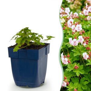 thumbnail_6000-4295.jpg Geranium macr. Spessart - Ooievaarsbek - Bodembedekkend - Wit-Roze