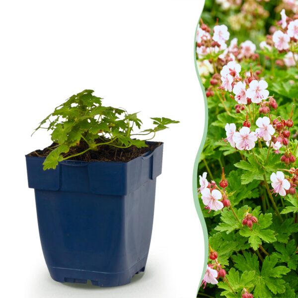 thumbnail_6000-4295.jpg Geranium macr. Spessart - Ooievaarsbek - Bodembedekkend - Wit-Roze