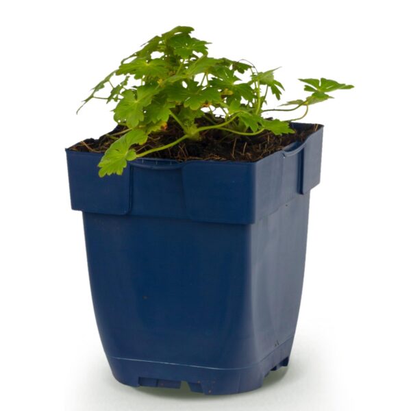 thumbnail_6000-4296.jpg Geranium macr. Spessart - Ooievaarsbek - Bodembedekkend - Wit-Roze