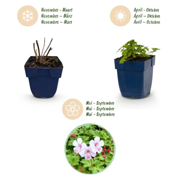 thumbnail_6000-4298.jpg Geranium macr. Spessart - Ooievaarsbek - Bodembedekkend - Wit-Roze