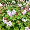 Geranium macr. Spessart - Ooievaarsbek - Bodembedekkend - Wit-Roze