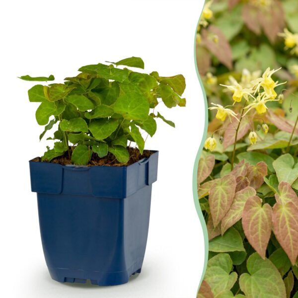 thumbnail_6000-4319.jpg Epimedium perralch. Frohnleiten - Elfenbloem - Schaduw - Geel