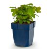 Epimedium perralch. Frohnleiten - Elfenbloem - Schaduw - Geel