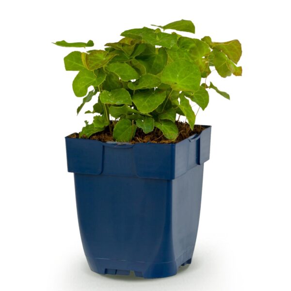thumbnail_6000-4320.jpg Epimedium perralch. Frohnleiten - Elfenbloem - Schaduw - Geel