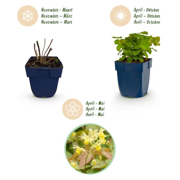 thumbnail_6000-4322.jpg Epimedium perralch. Frohnleiten - Elfenbloem - Schaduw - Geel