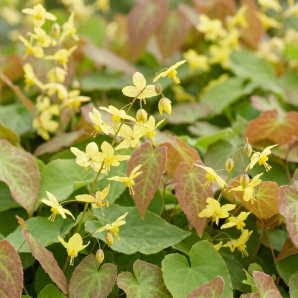 thumbnail_6000-4323.jpg Epimedium perralch. Frohnleiten - Elfenbloem - Schaduw - Geel