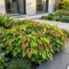 Epimedium perralch. Frohnleiten - Elfenbloem - Schaduw - Geel
