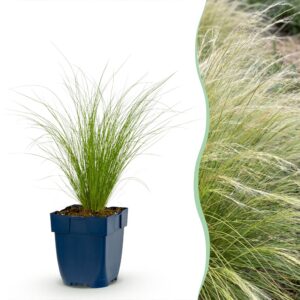 thumbnail_6000-433.jpg Stipa tenuissima Ponytails - Vedergras - Groenblijvend - Groen - 24 Planten