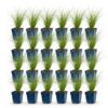 Stipa tenuissima Ponytails - Vedergras - Groenblijvend - Groen - 24 Planten