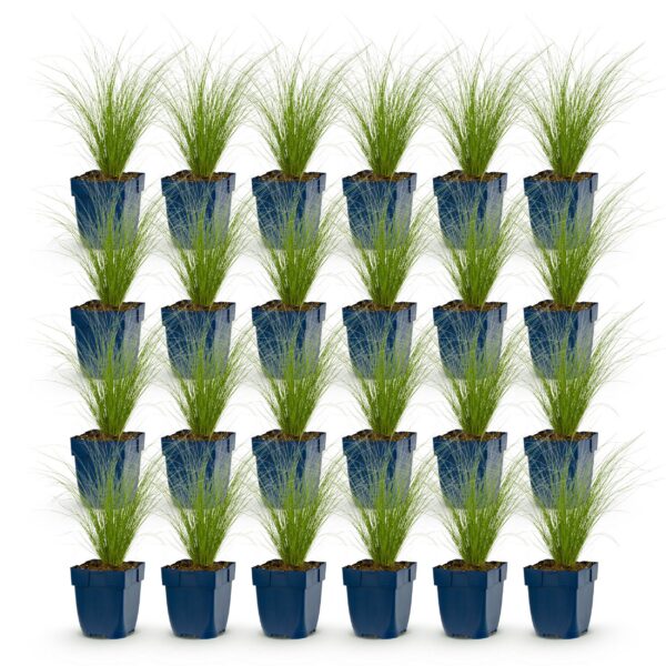 Stipa tenuissima Ponytails - Vedergras - Groenblijvend - Groen - 24 Planten