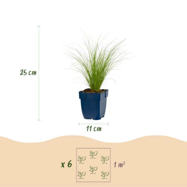 Stipa tenuissima Ponytails - Vedergras - Groenblijvend - Groen - 24 Planten