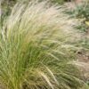 Stipa tenuissima Ponytails - Vedergras - Groenblijvend - Groen - 24 Planten