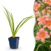 Hemerocallis Pink Damask - Daglelie - Bijen en Vlinderlokkers - Roze