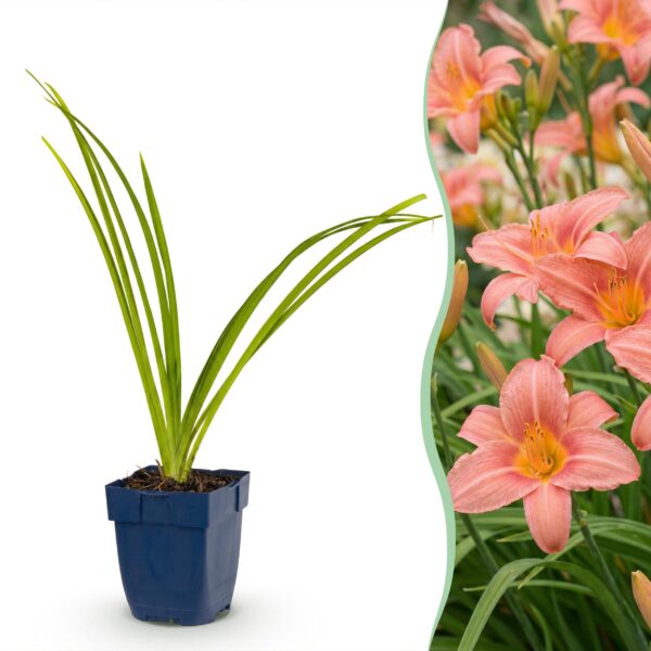 Hemerocallis Pink Damask - Daglelie - Bijen en Vlinderlokkers - Roze