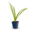 Hemerocallis Pink Damask - Daglelie - Bijen en Vlinderlokkers - Roze