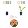 Hemerocallis Pink Damask - Daglelie - Bijen en Vlinderlokkers - Roze