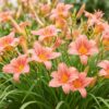Hemerocallis Pink Damask - Daglelie - Bijen en Vlinderlokkers - Roze