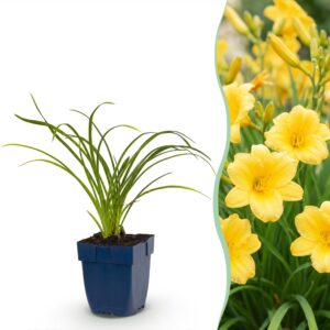 thumbnail_6000-4403.jpg Hemerocallis Stella d'Oro - Daglelie - Bijen en Vlinderlokkers - Geel