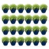 Thymus praecox Albiflorus - Witte kruiptijm - Geurend - Wit - 24 Planten