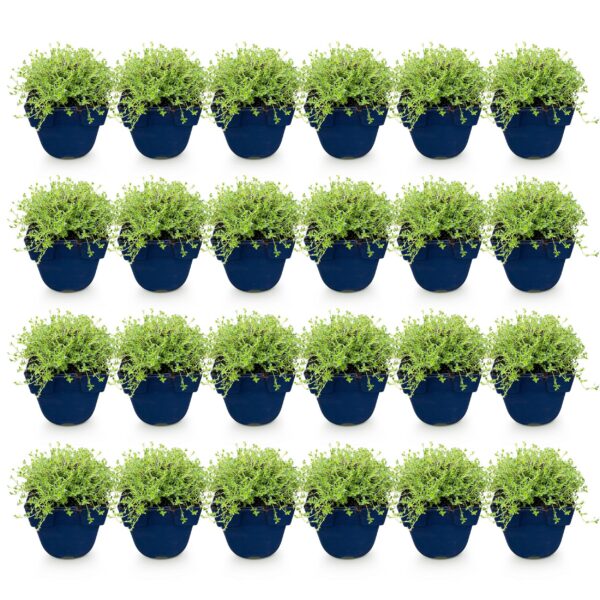 Thymus praecox Albiflorus - Witte kruiptijm - Geurend - Wit - 24 Planten