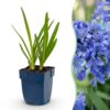 Agapanthus africanus - Afrikaanse Lelie - Bijen en Vlinderlokkers - Blauw