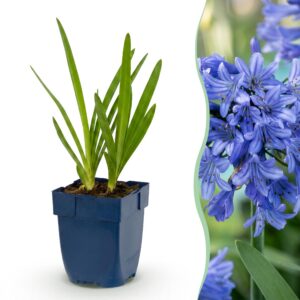 thumbnail_6000-4463.jpg Agapanthus africanus - Afrikaanse Lelie - Bijen en Vlinderlokkers - Blauw