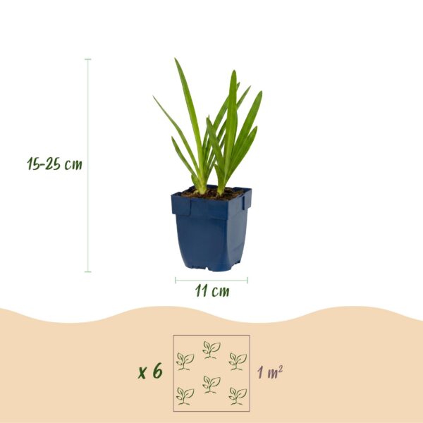 thumbnail_6000-4465.jpg Agapanthus africanus - Afrikaanse Lelie - Bijen en Vlinderlokkers - Blauw