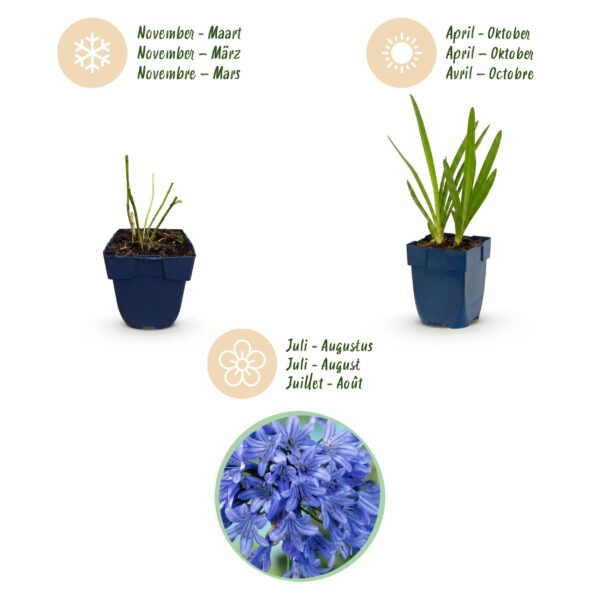 thumbnail_6000-4466.jpg Agapanthus africanus - Afrikaanse Lelie - Bijen en Vlinderlokkers - Blauw