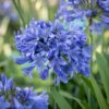 Agapanthus africanus - Afrikaanse Lelie - Bijen en Vlinderlokkers - Blauw