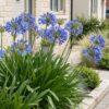 Agapanthus africanus - Afrikaanse Lelie - Bijen en Vlinderlokkers - Blauw