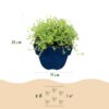 Thymus praecox Albiflorus - Witte kruiptijm - Geurend - Wit - 24 Planten
