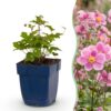 Anemone hup. Splendens - Herfst Anemoon - Schaduw - Donker Roze